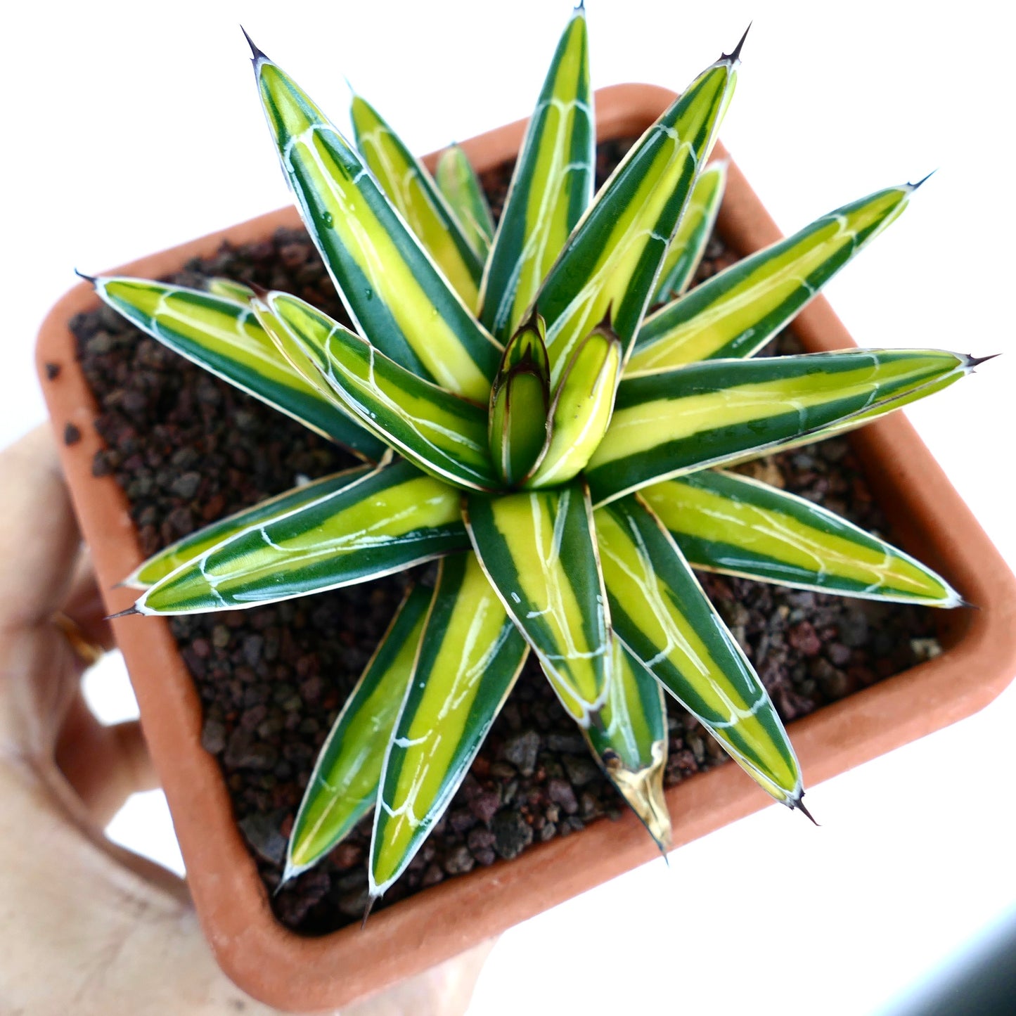 Top angled view of Agave victoriae-reginae 'Mediopicta Yellow' Variegated, highlighting symmetrical star-shaped rosette with yellow-centered green leaves.