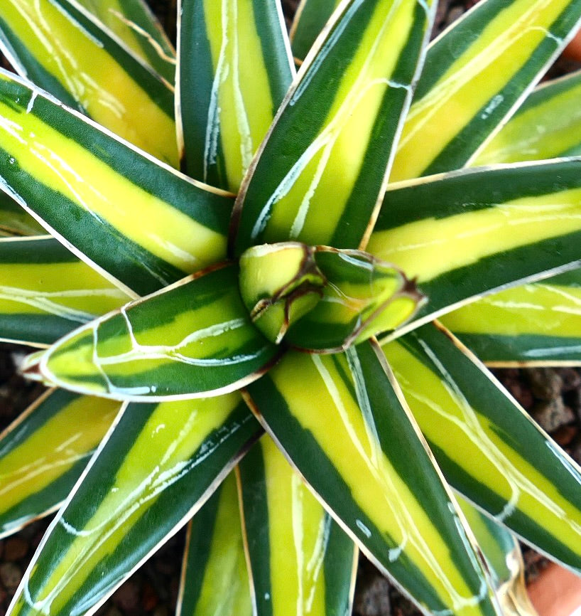 Close-up of Agave victoriae-reginae 'Mediopicta Yellow' Variegated leaves, showing glossy green edges with vivid yellow bands running through the center.