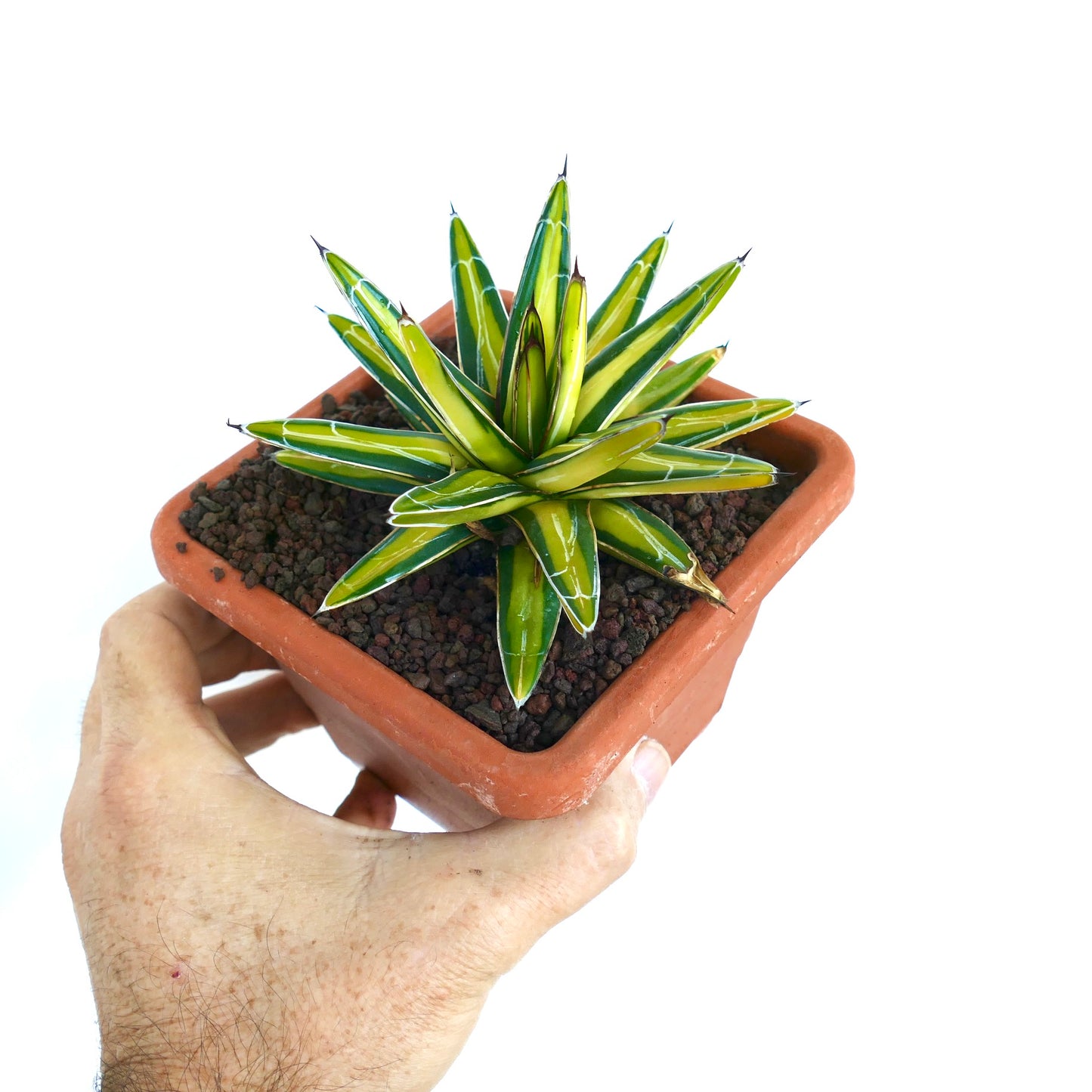 Side view of Agave victoriae-reginae 'Mediopicta Yellow' Variegated in a terracotta pot, displaying compact growth and striking variegation.