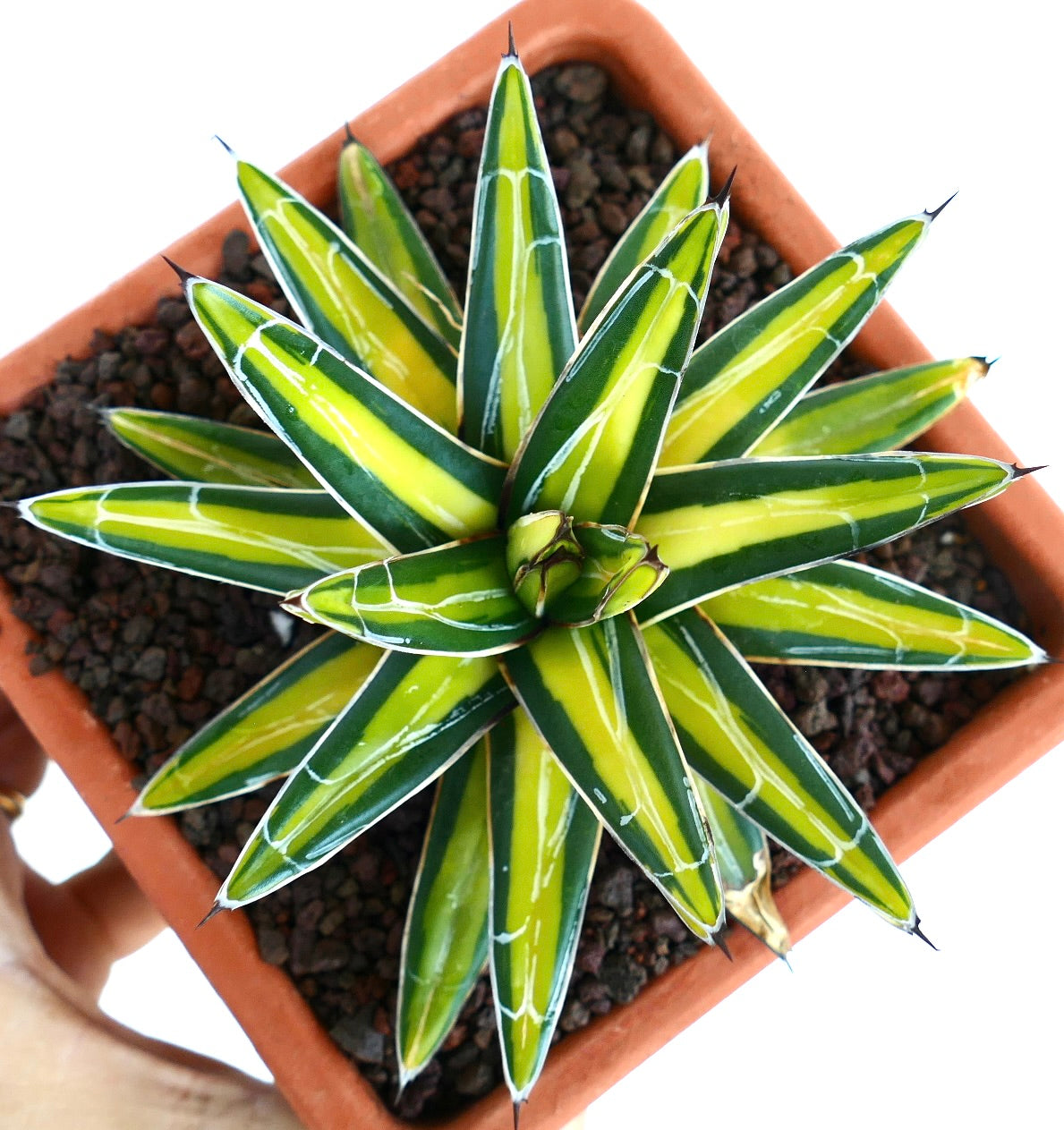 Overhead view of Agave victoriae-reginae 'Mediopicta Yellow' Variegated, showing perfect rosette form with bold yellow-centered leaves edged in dark green.
