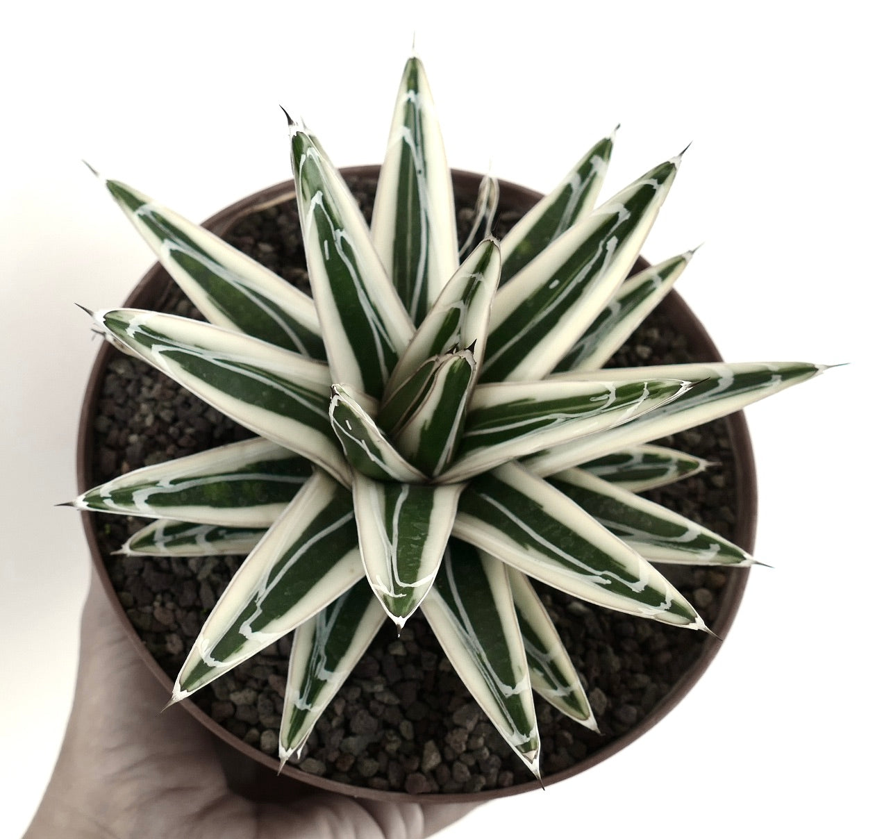 アガベ・ヴィクトリアエ・レジナエ cv ホワイトライノ | Botanical