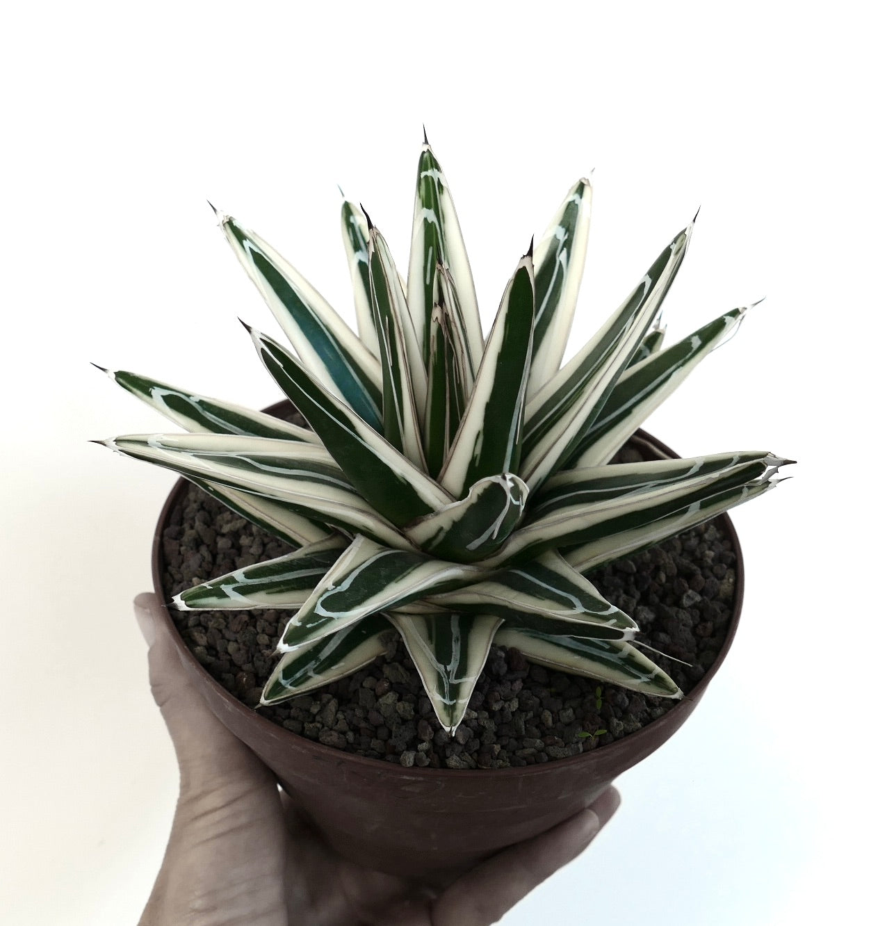 Agave victoriae reginae cv WHITE RHINO