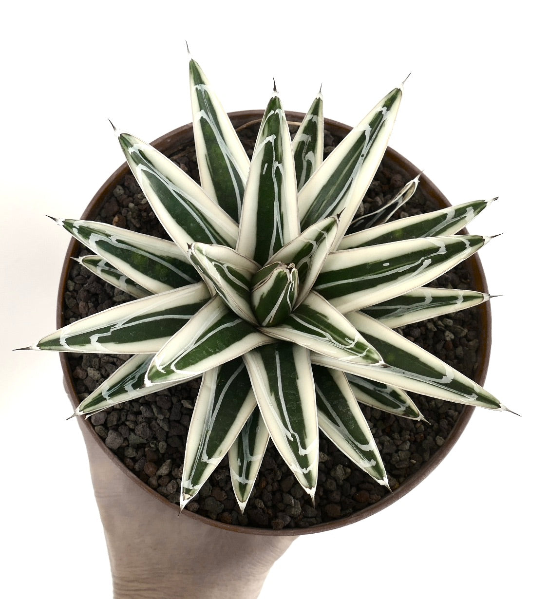 アガベ・ヴィクトリアエ・レジナエ cv ホワイトライノ | Botanical