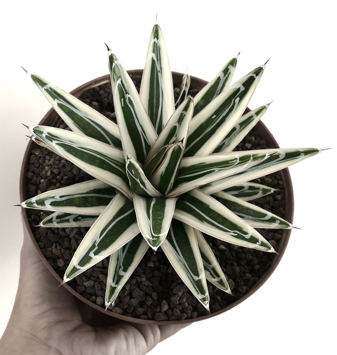 Agave victoriae reginae cv WHITE RHINO