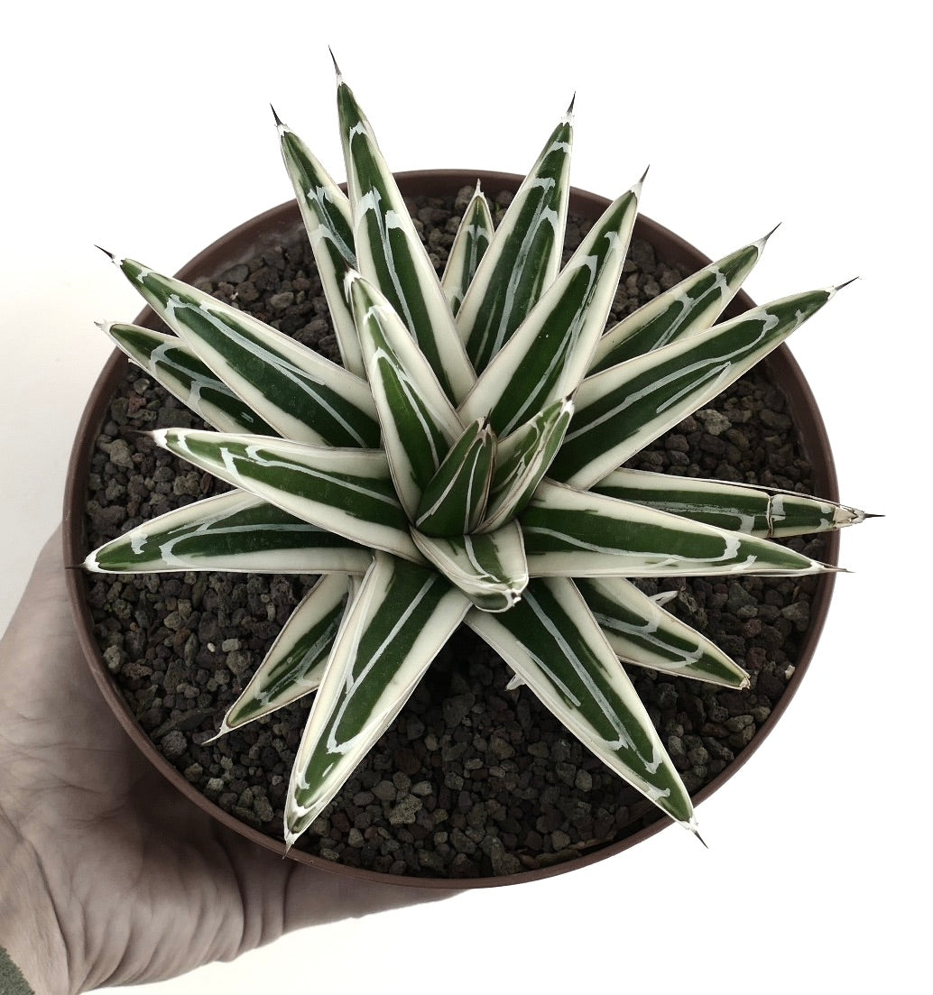 Agave victoriae reginae cv White Rhino