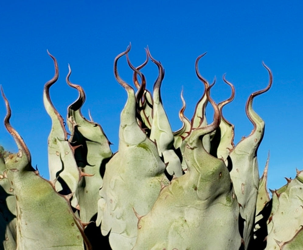 Agave vizcainoensis succulent with twisted spiny leaf tips and pale green thick leaves under blue sky