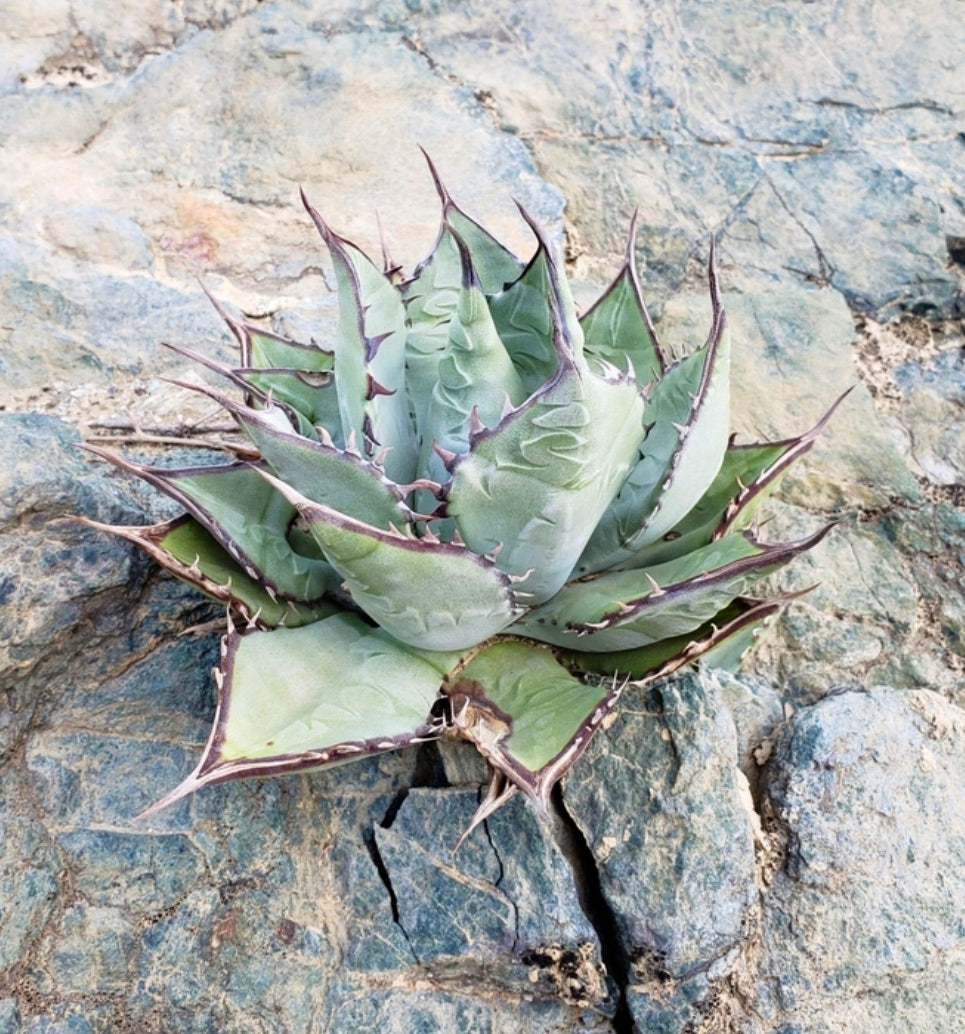 Agave vizcainoensis succulent with thick blue-green leaves and sharp purple spines on rocky ground