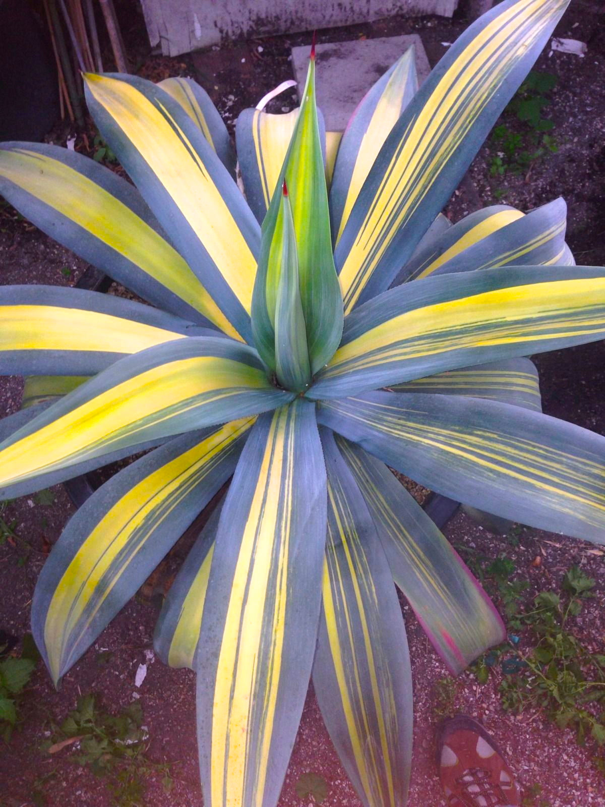 Agave weberi striata succulent with broad variegated leaves and sharp red tips