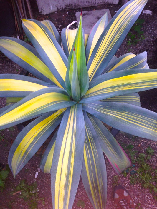 Agave weberi striata succulent with broad variegated leaves and sharp red tips