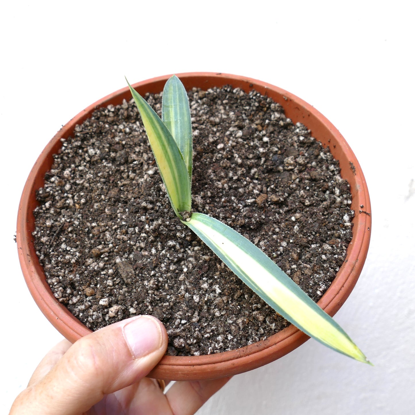 Agave weberi succulent with long variegated leaves featuring yellow and green stripes