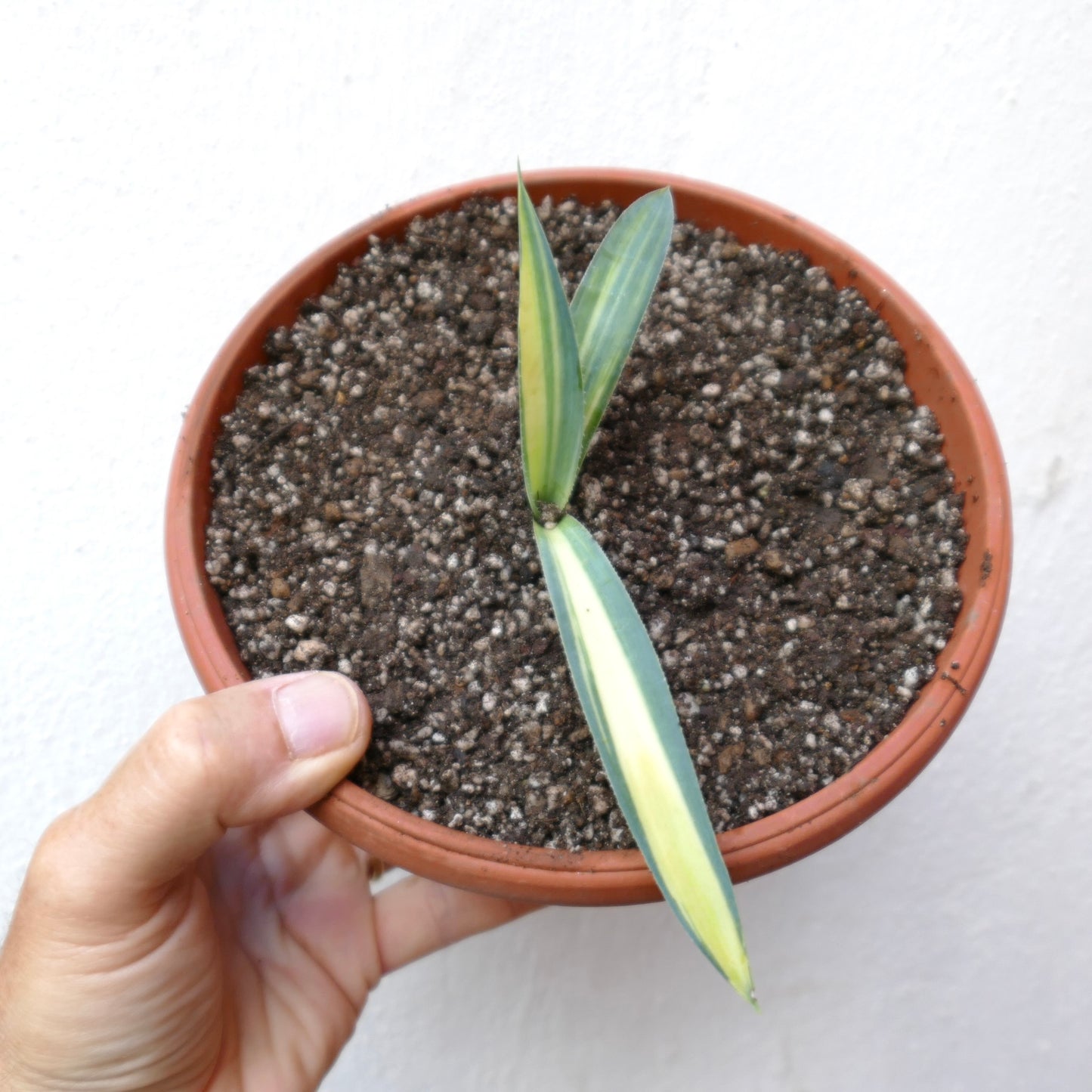 Agave weberi striata young succulent with narrow variegated leaves in terracotta pot