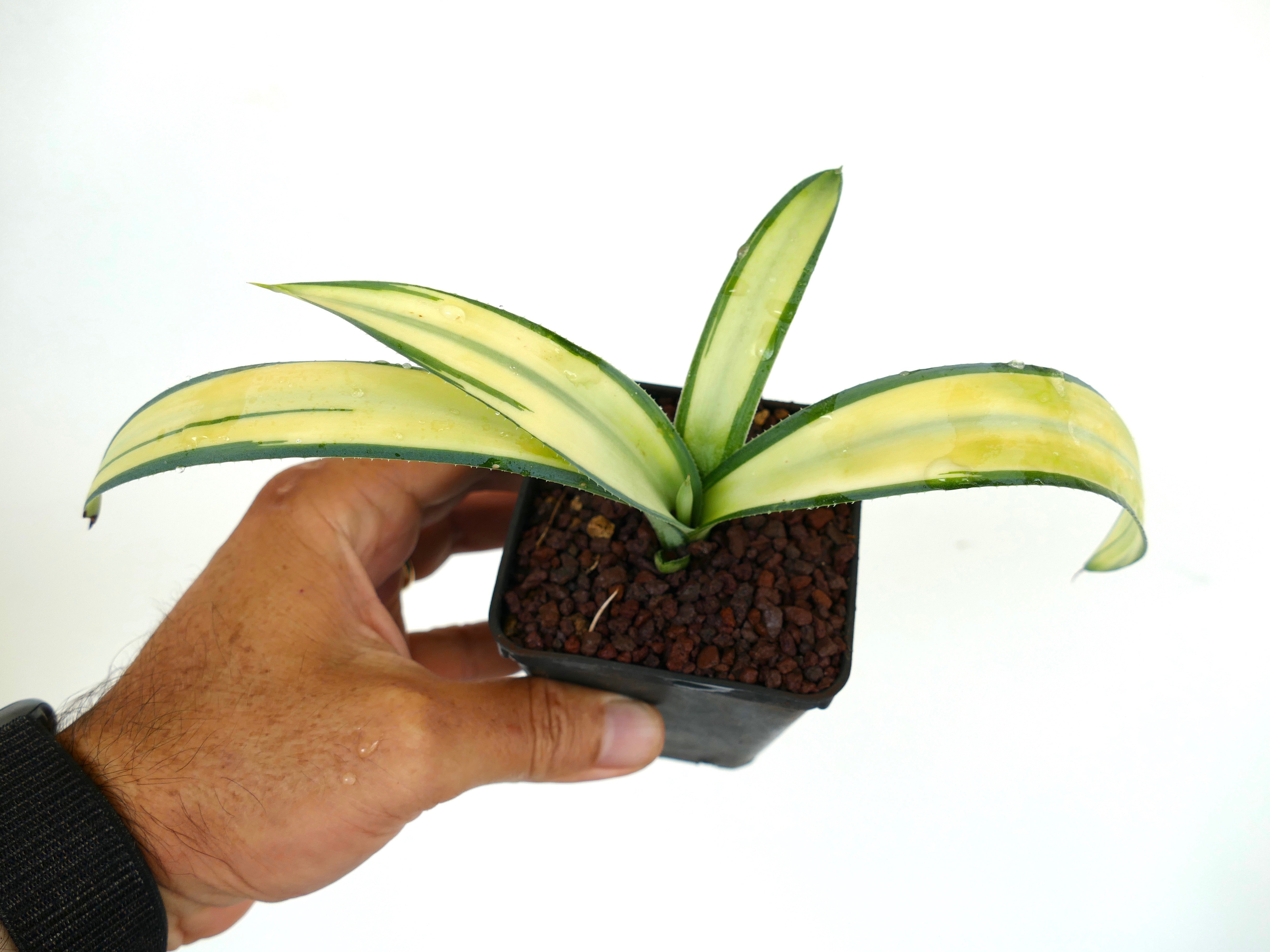 アガベ　ウェベリー アガベ・ウェベリ｜Agave weberi | DESERT INC.