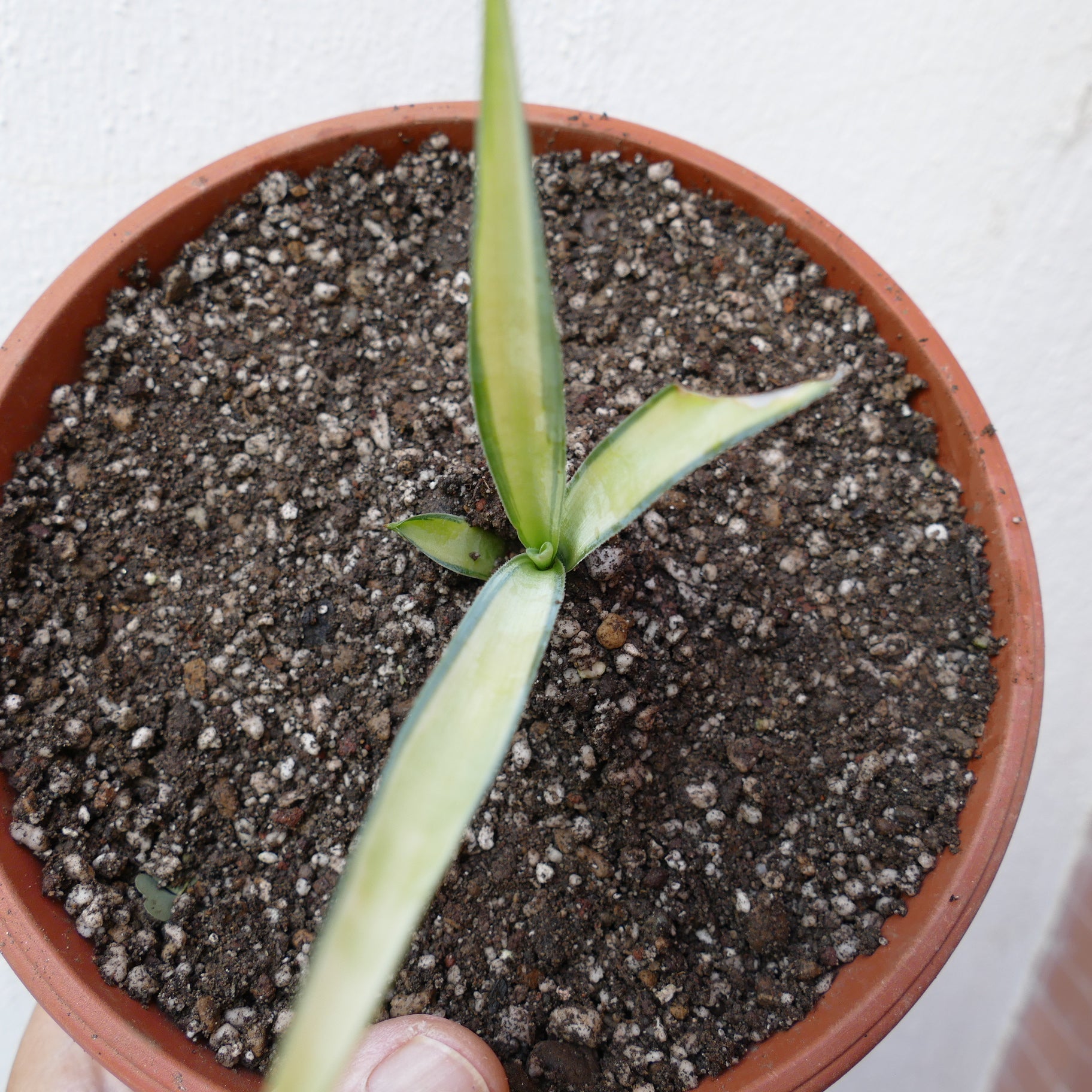 Agave weberi small variegated succulent with elongated pointed leaves in terracotta pot