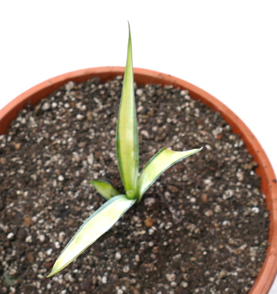 Agave weberi variegated succulent with narrow pointed leaves and yellow-green stripes growing in pot