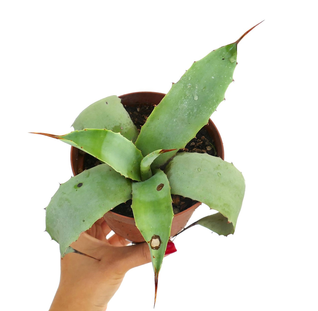 Agave weberi X Agave utahensis succulent with broad green leaves and sharp brown spines