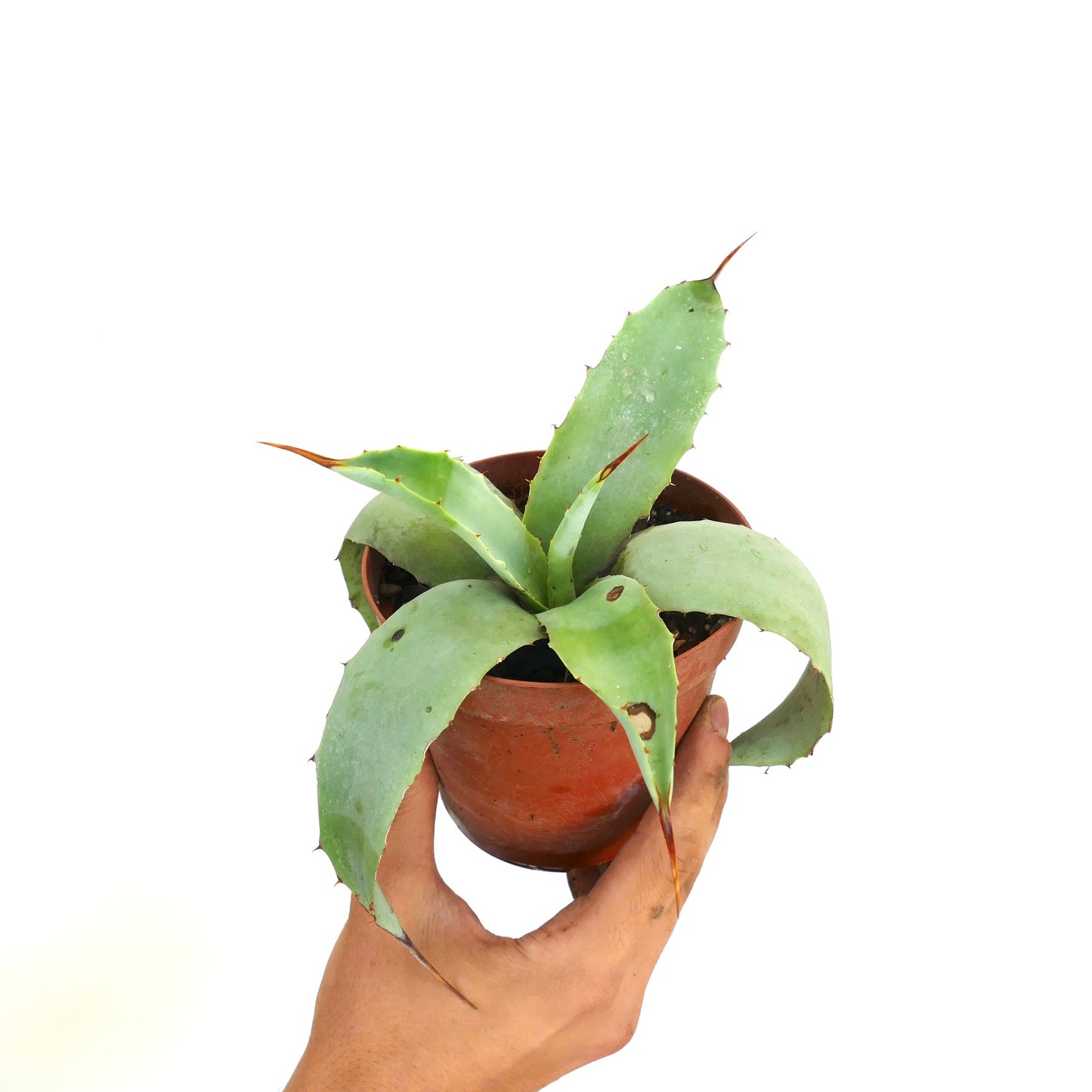 Agave weberi X Agave utahensis succulent with broad green leaves and sharp brown spines