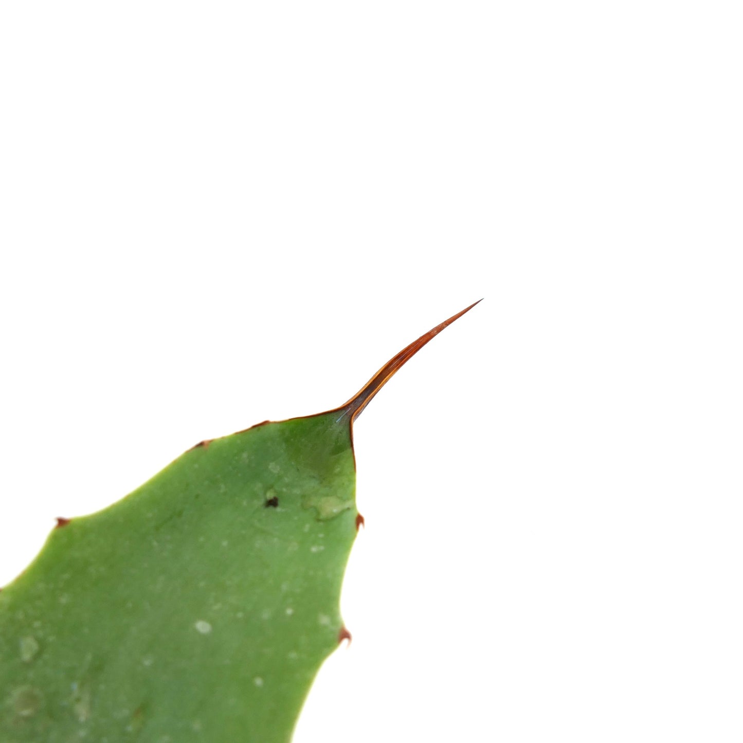 Agave weberi X Agave utahensis succulent with broad green leaves and sharp brown spines