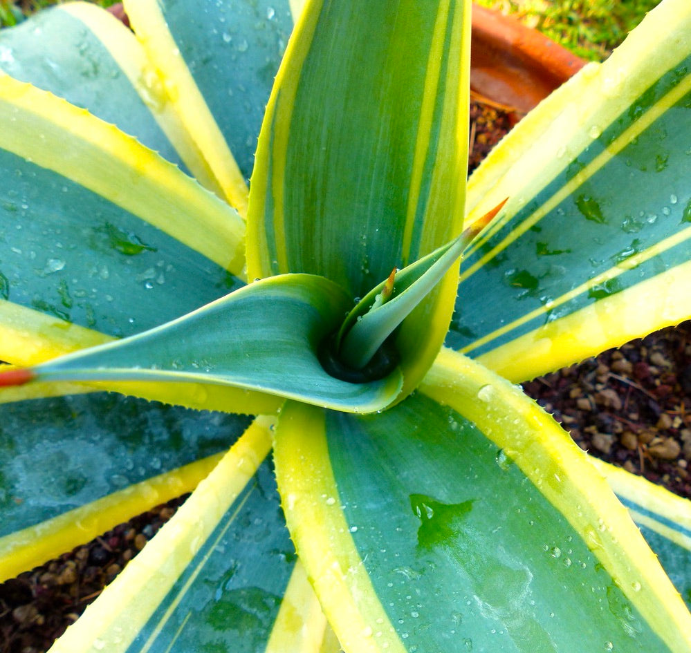 Agave weberi 'Arizona Star’ VARIEGATED 10-20cm