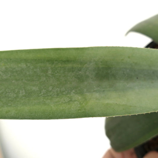 Agave weberi cv 'purple hearts' succulent with thick green leaves and small marginal spines