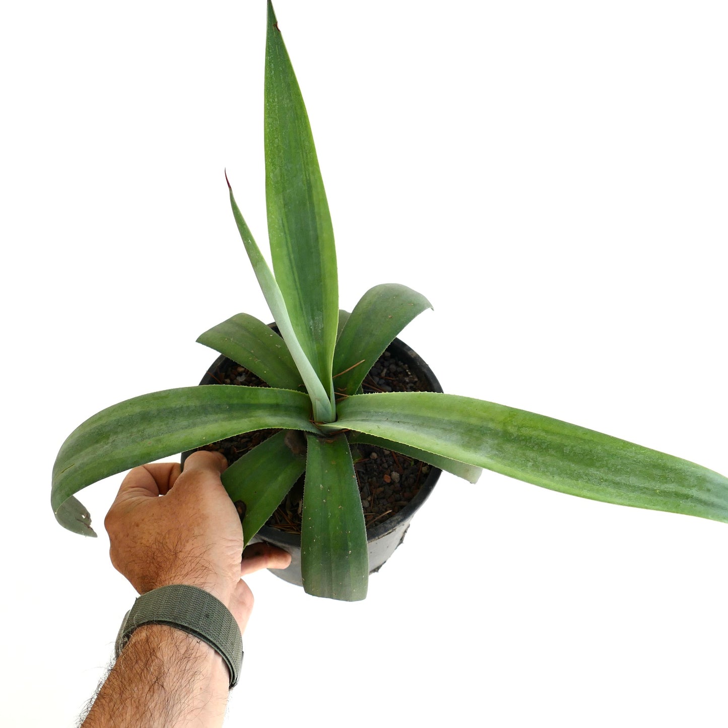 Agave weberi cv 'purple hearts' succulent with long green leaves and sharp spines in pot