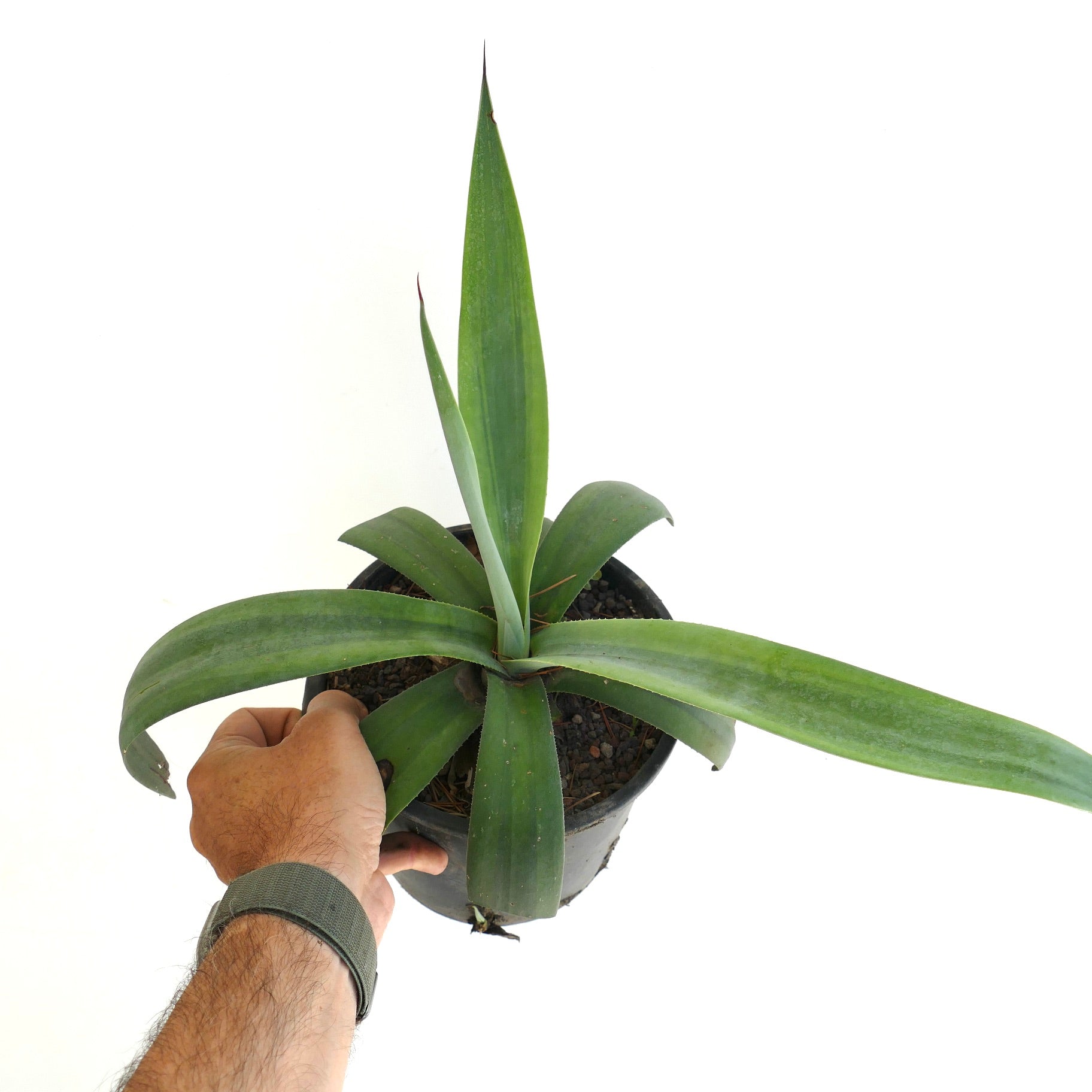 Agave weberi cv 'purple hearts' succulent with broad green leaves and sharp tips in pot