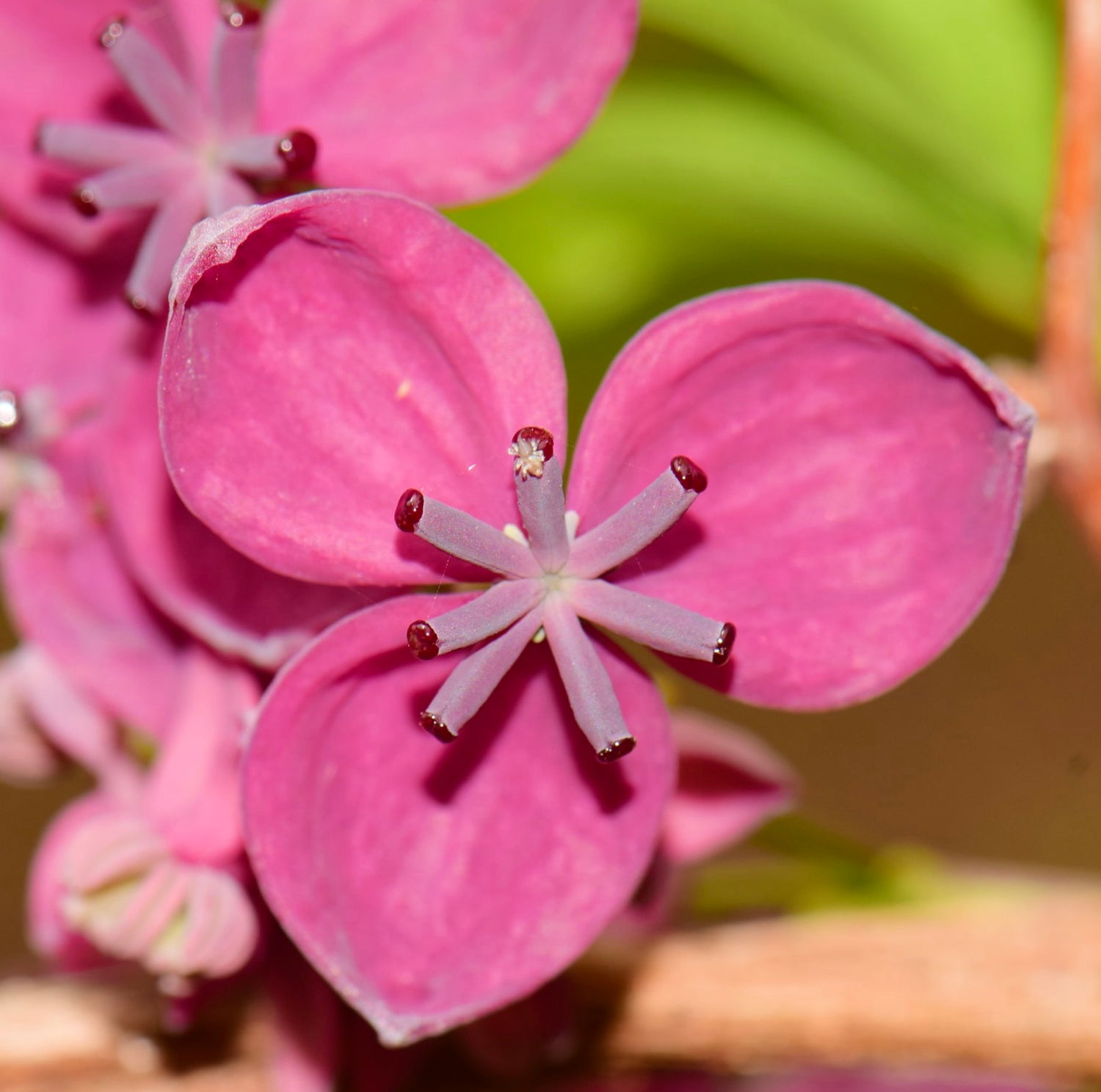 Akebia quinata vibrant pink flower with delicate star-shaped stamens close-up