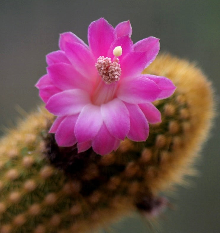 Akersia roseiflora levendige roze bloem op kleine stekelige vetplant cactusstengel