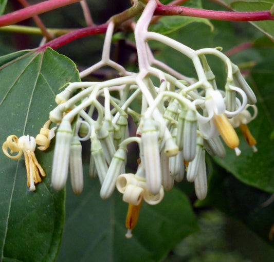 Alangium platanifolia cluster of tubular pale yellow flowers with curled petals and green leaves