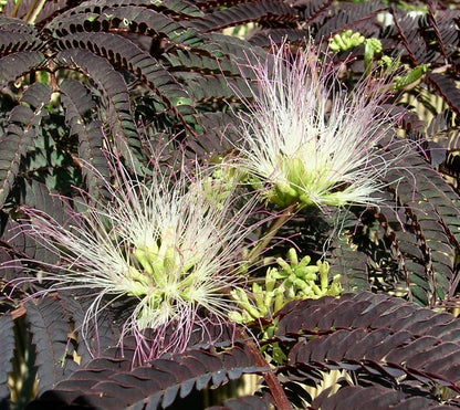 Albizia julibrissin cv SUMMER CHOCOLATE
