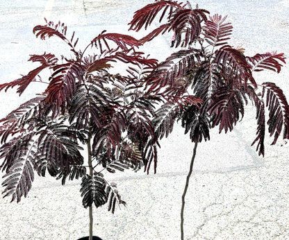 Albizia julibrissin cv SUMMER CHOCOLATE