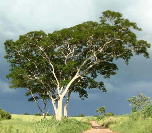 Albizia niopoides