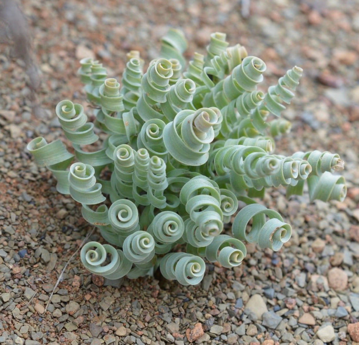 Albuca concordiana succulenta con foglie verdi strette e arricciate a spirale su terreno roccioso