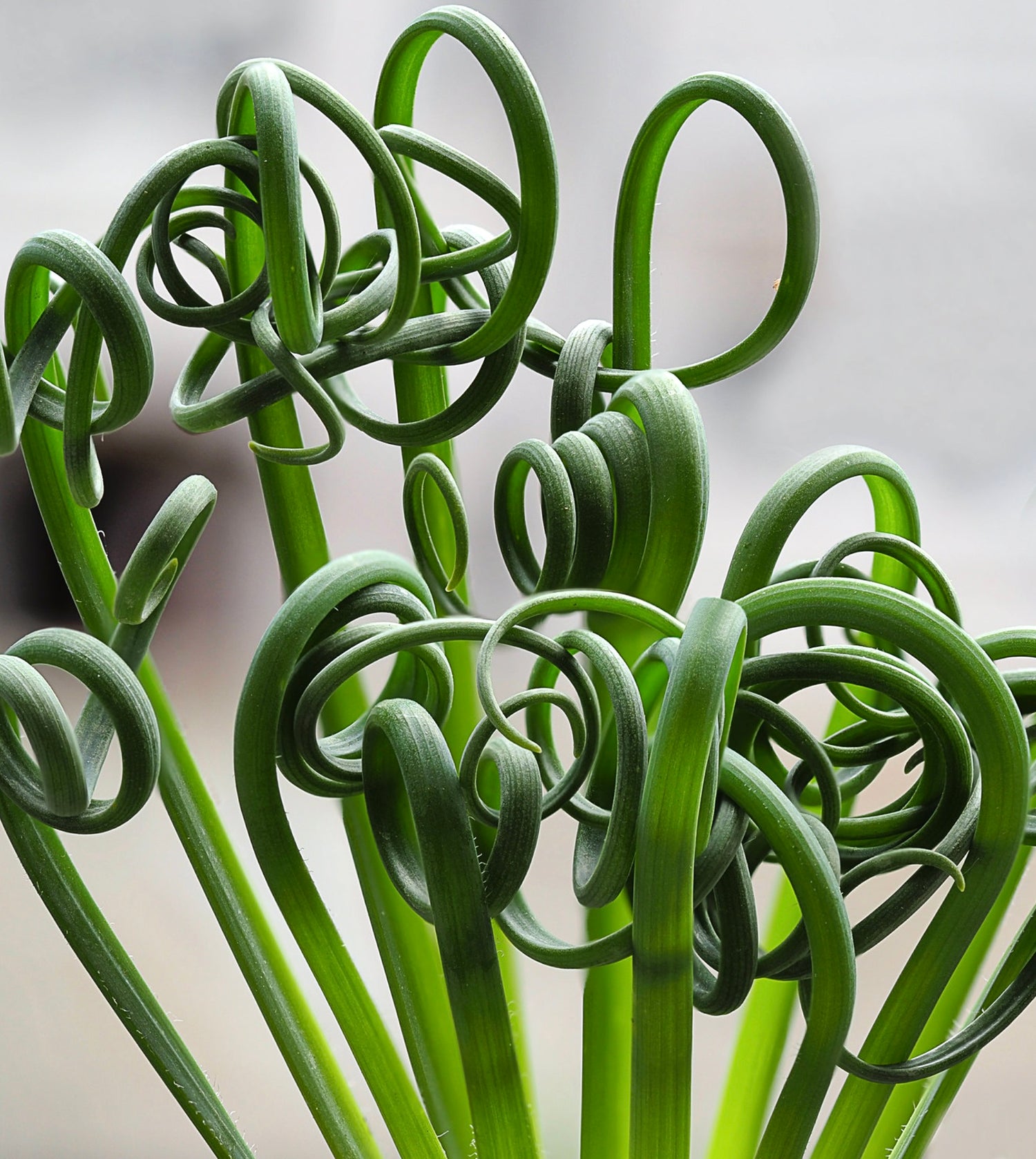 Albuca spiralis succulent with tightly coiled, spiral green leaves and smooth texture