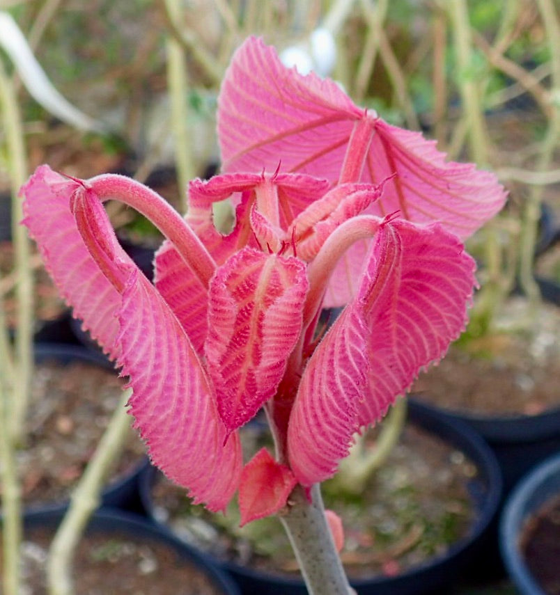 Foglie giovani di Alchornea davidii di un rosa vibrante con vene strutturate e peli morbidi