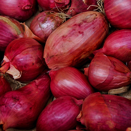 Allium cepa var. Tropea 'Round Red Tropea Onion' SEEDS