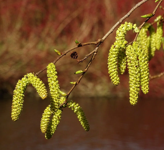 Alnus firma hanging yellow-green catkins on slender brown branches in natural setting