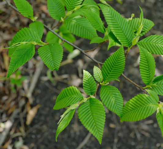 Alnus firma bright green serrated leaves on slender brown branches outdoors
