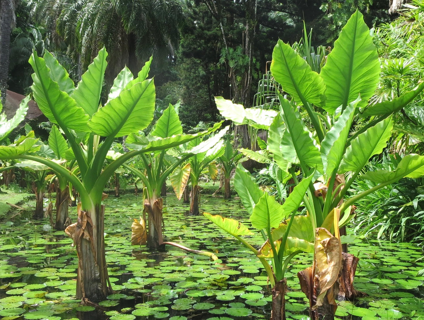 Alocasia macrorrhiza 30-80cm