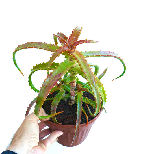 Aloe arborescens succulent with spiky green and red leaves in brown plastic pot held by hand