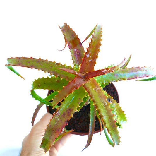 Aloe arborescens succulent with spiky, reddish-green leaves held in hand above pot soil