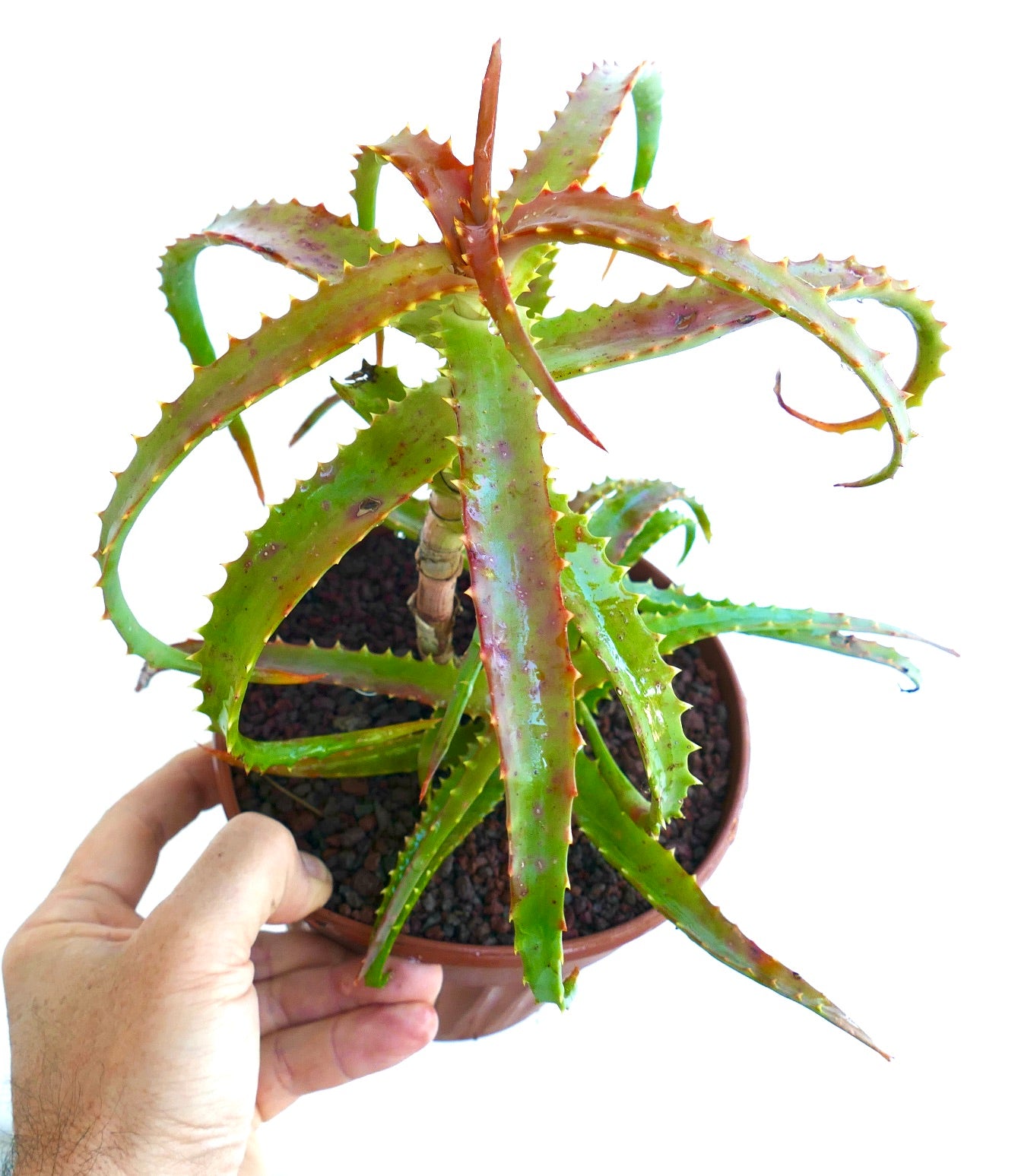 Aloe arborescens