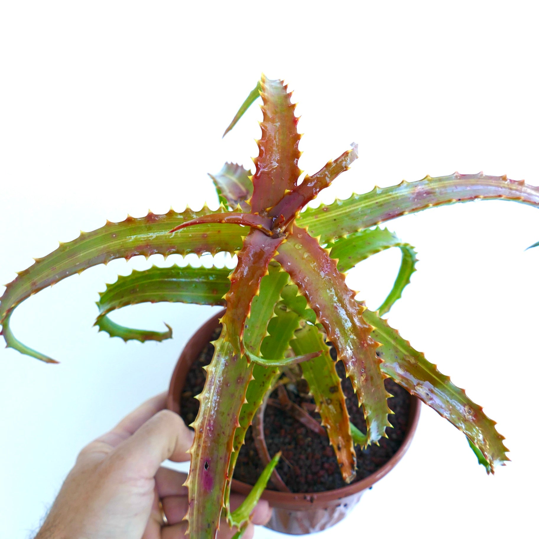 Aloe arborescens