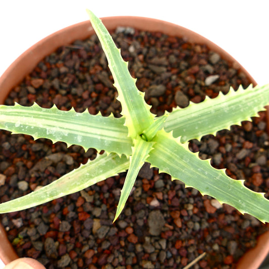 Aloe arborescens VARIEGATED UV7T