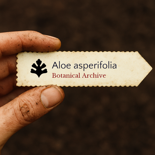 Etichetta per pianta stampata per Aloe asperifolia tenuta a mano con sfondo di terreno