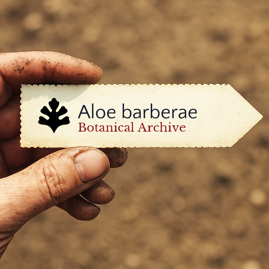 Etichetta stampata per pianta Aloe barberae Botanical Archive tenuta da mano sporca