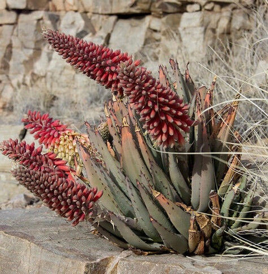 Aloe claviflora SEEDS