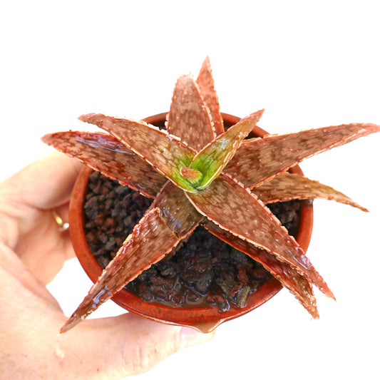 Aloe cv. 'Christmas Carol' Hybrid succulent with reddish-brown spotted leaves in small pot