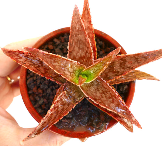 Aloe cv. 'Christmas Carol' hybrid succulent with reddish-brown thick leaves in small pot