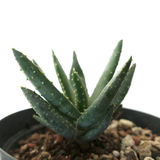 Aloe pillansii SELECTED 1183