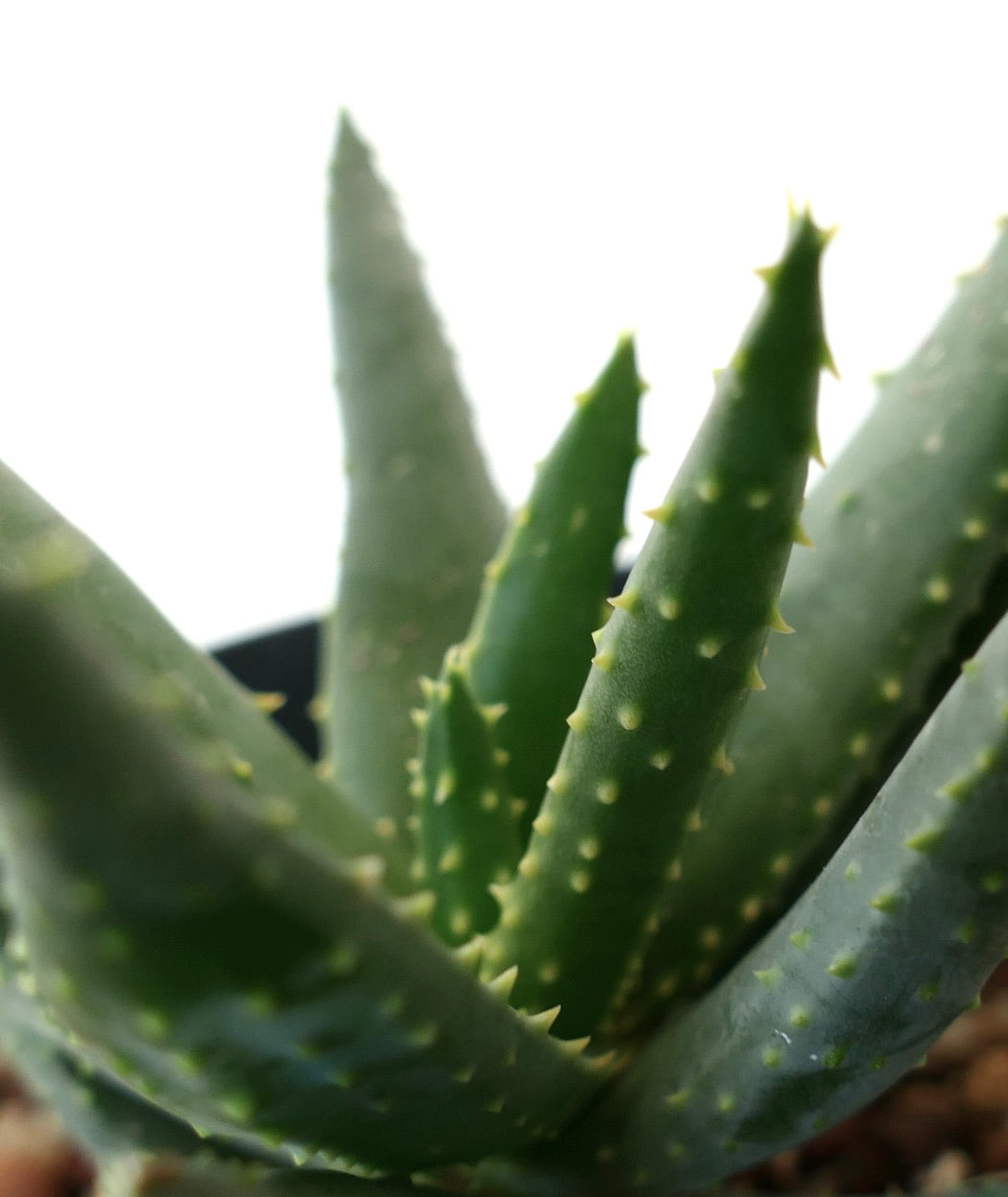 Aloe pillansii SELECTED 1183